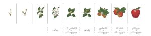 ترکیب هوشمندانه رویال در سیب