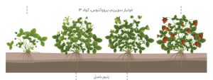 ترکیب هوشمندانه رویال در توت فرنگی گلخانه ای