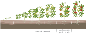 ترکیب هوشمندانه رویال در گوجه فرنگی گلخانه ای