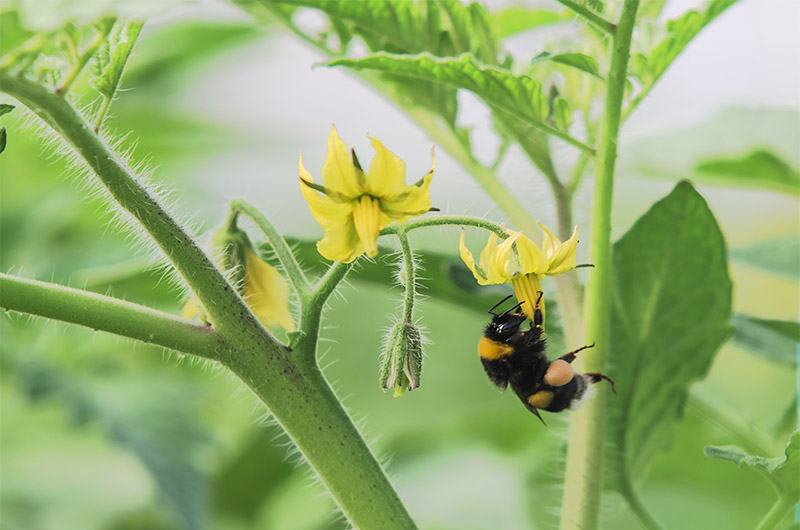 Benefits of using bumblebees next to bees in the garden